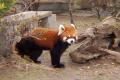 petit panda | <b>市川</b>二世で次男坊