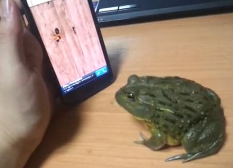 スマートフォン　Android　ゲーム　カエル