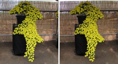 ハテナマークのような菊 平行法ステレオ立体３Ｄ写真