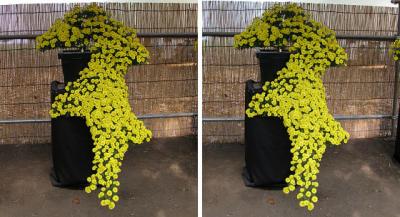 ハテナマークのような菊 交差法3D立体ステレオ写真