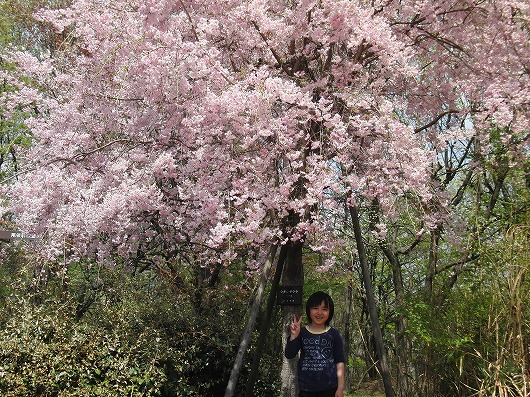 桜とたいしん