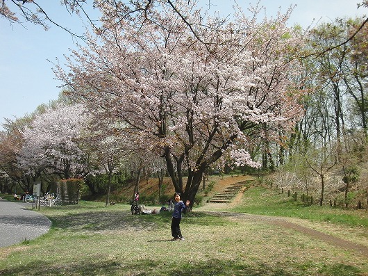 遊歩道の桜