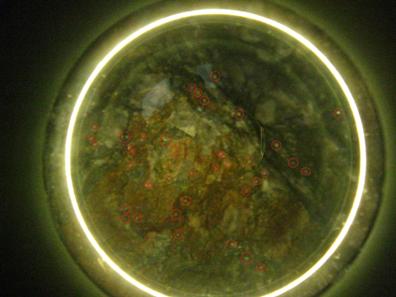 ウラン鉱石に特殊な光を当てるとウラン粒が見える