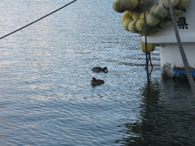 女川港内で見られる渡り鳥