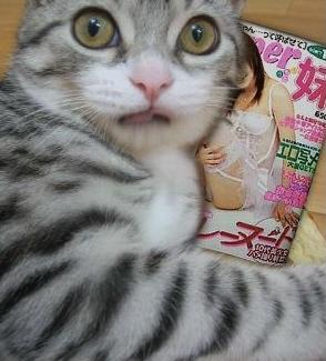 エッチな雑誌を愛読する猫