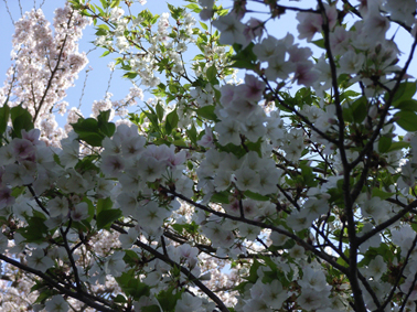 2010-4-6山桜