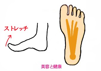 足底腱膜