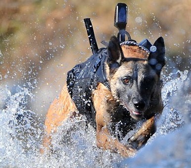Navy Seals Dog