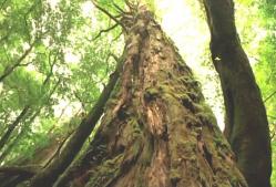 何千年も生きている樹齢の樹