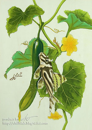 インペリアルゼブラプレコ きゅうり 胡瓜 植物画イラスト