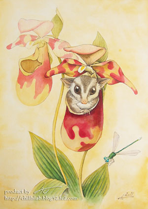 フクロモモンガ キバナアツモリソウ 蘭 トンボ 植物画イラスト