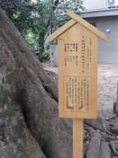 弓弦羽神社の椋木