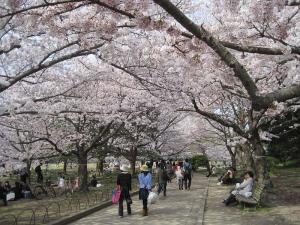 明石公園の桜並木