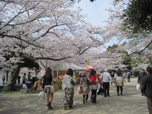 明石公園の桜並木