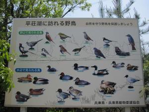 平荘湖を訪れる野鳥