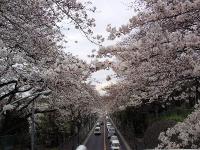 世田谷通りの桜