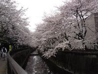 ４月３日の満開の桜