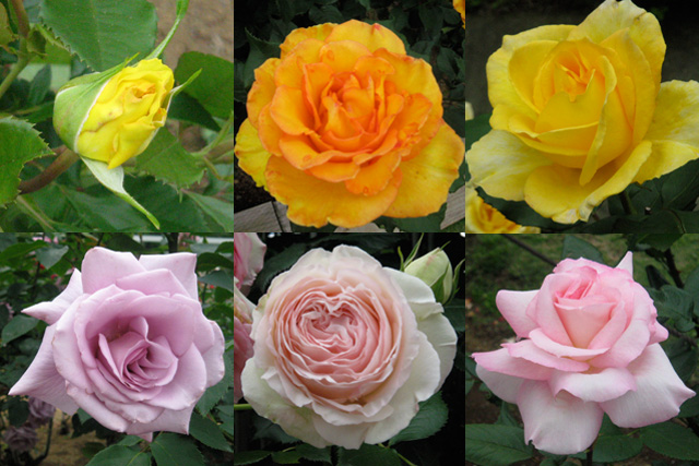 Ikutaryokuchi-bara-en-Rose-Garden-0.jpg