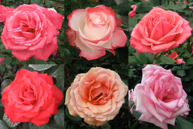 Ikutaryokuchi-bara-en-Rose-Garden-1.jpg