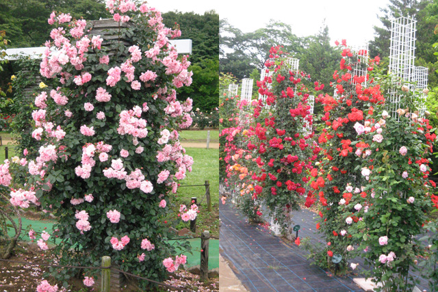 Ikutaryokuchi-bara-en-Rose-Garden-4.jpg