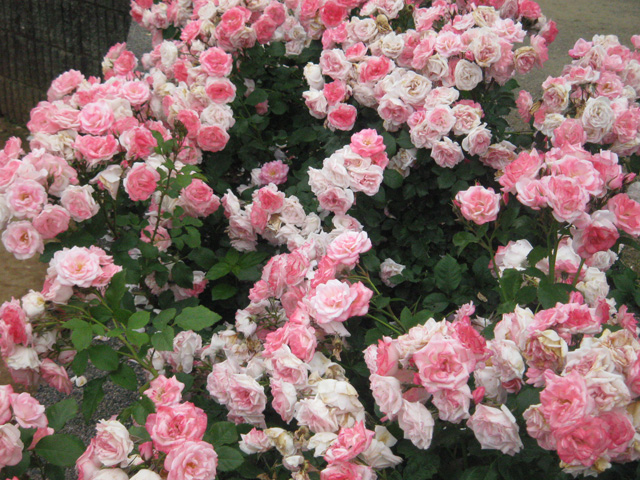 Ikutaryokuchi-bara-en-Rose-Garden-6212.jpg