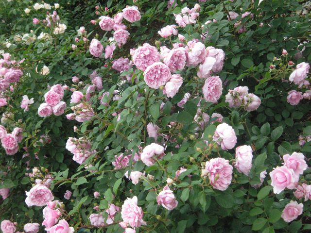 Ikutaryokuchi-bara-en-Rose-Garden-6225.jpg