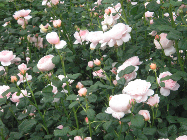 Ikutaryokuchi-bara-en-Rose-Garden-6228.jpg