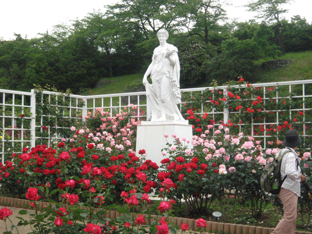 Ikutaryokuchi-bara-en-Rose-Garden-6230.jpg
