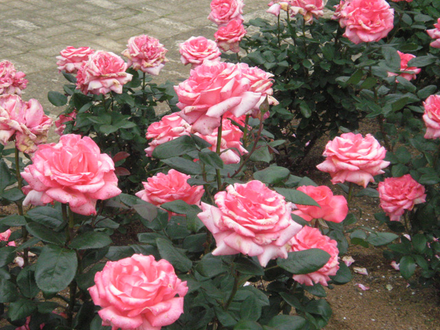 Ikutaryokuchi-bara-en-Rose-Garden-6246.jpg