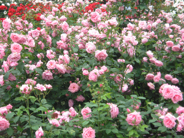 Ikutaryokuchi-bara-en-Rose-Garden-6255.jpg