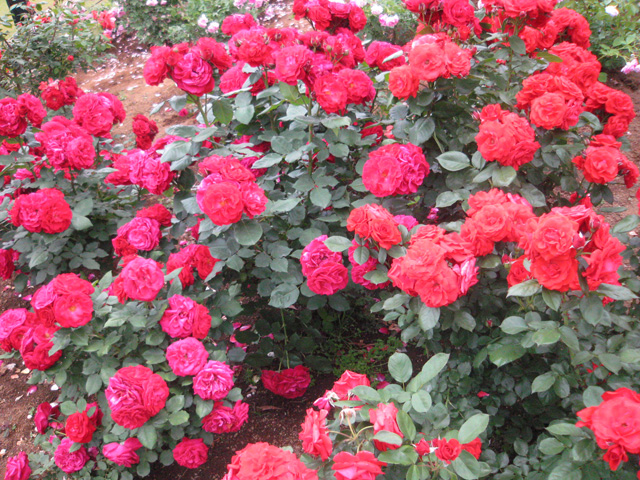 Ikutaryokuchi-bara-en-Rose-Garden-6257.jpg
