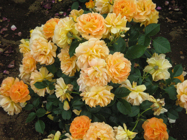 Ikutaryokuchi-bara-en-Rose-Garden-6261.jpg