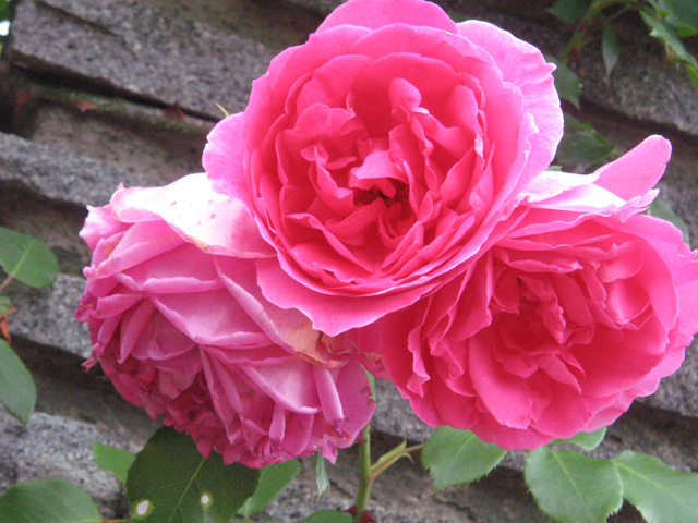 Ikutaryokuchi-bara-en-Rose-Garden-6269.jpg