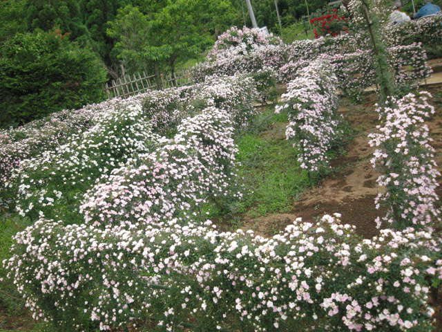 Ikutaryokuchi-bara-en-Rose-Garden-6271.jpg