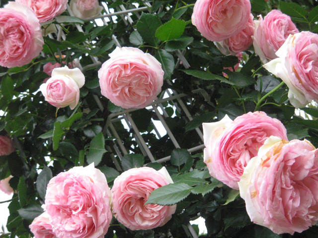 Ikutaryokuchi-bara-en-Rose-Garden-6274.jpg