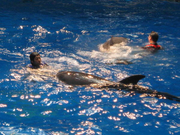 dolphin-touch-IMG_5607.jpg