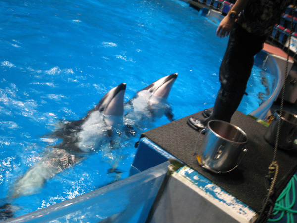 dolphin-touch-IMG_5643.jpg