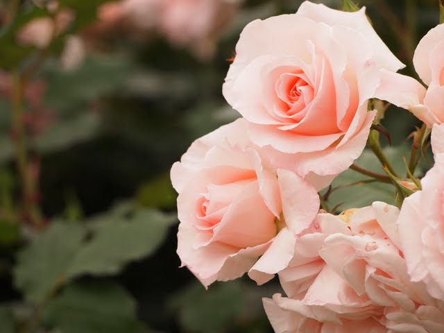 薔薇 ブライダルピンク 都心の秘密の花園 ４ Enrose