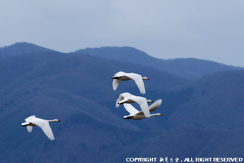 郡山市多田野地区に飛来する白鳥