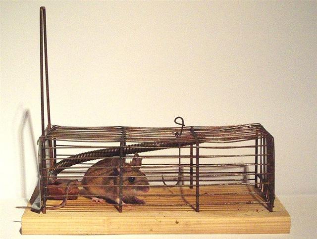 795px-2005_mousetrap_cage_1 (Small)