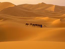 Sahara camel