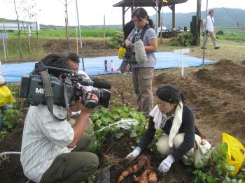 20101003.唐芋収穫