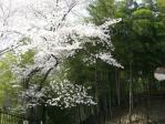 花見、竹林公園（平成２２年４月）６