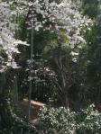 花見、竹林公園（平成２２年４月）１６