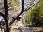 産土神社の春