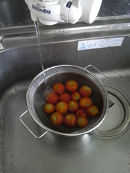 手賀沼沿いの産直所で熟れすぎたトマトを安く購入♪