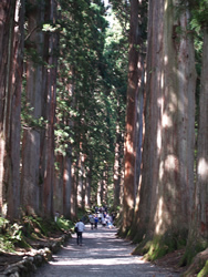 天然記念物の樹齢400年超の杉並木