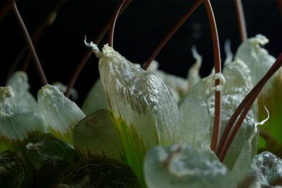 Bulbine mesembryanthoides