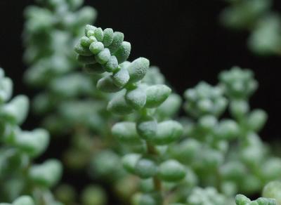 Sedum brevifolium