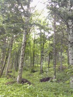森の中１